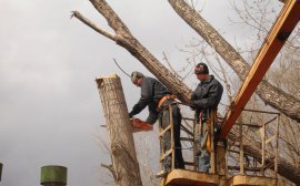 Тихвин потратит на спил аварийных деревьев 1,6 млн рублей