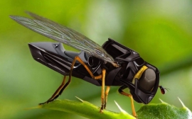 Томские учёные разработают пчёл-роботов для теплиц