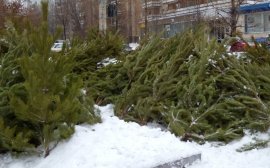 В Пензе новогодними елками разрешат торговать за 6592 рубля