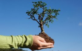 Жители Ярославской области в октябре посадили 37 тысяч деревьев