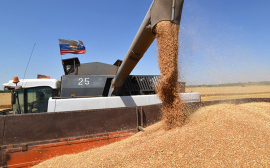 Калининградская компания конкурирует с поставщиками из США на мексиканском рынке пшеницы