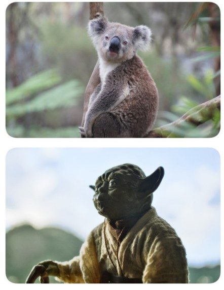 Стареющую коалу на видео сравнили с Йодой из «Звёздных войн»