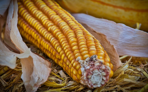 Ученые обвинили кукурузу в гибели цивилизации Майя