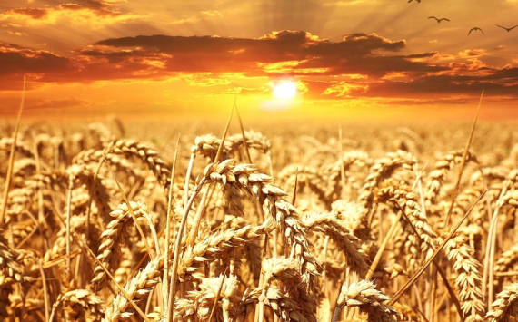 В Минсельхозе РФ спрогнозировали рост урожая зерна к 2024 году до 141 млн тонн