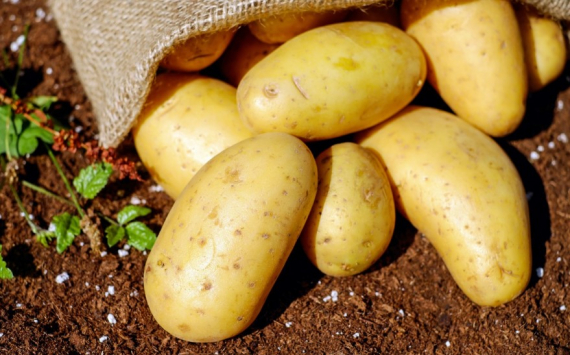 В Подмосковье собрали рекордный урожай картофеля