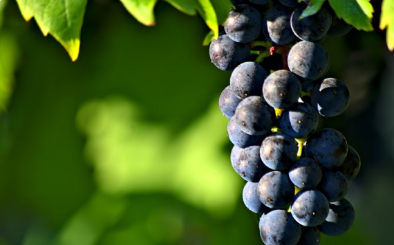 Названа необычная польза виноградных косточек