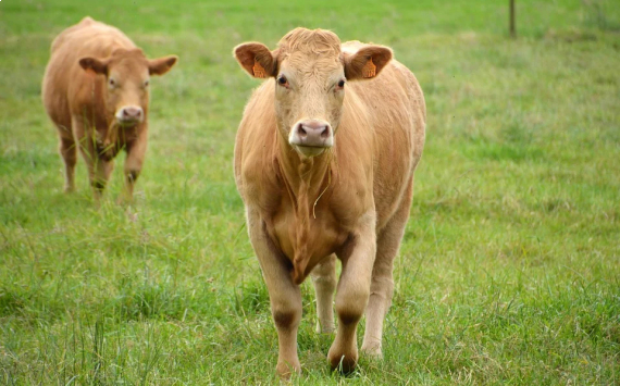 Миллиардер Леонид Федун: коровы приносят больше вреда для экологии, чем автомобили