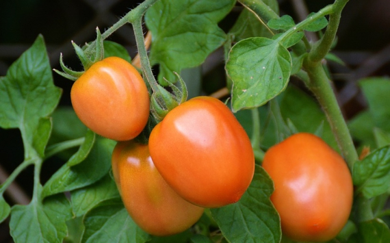 Плодоовощной союз попросил Минсельхоз временно запретить импорт томатов