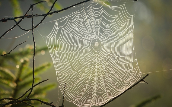 Ученые из Бразилии: Пауки «мыслят» посредством паутины