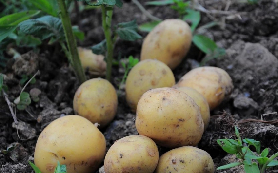 Ученые рассказали о пользе картофеля для тела человека