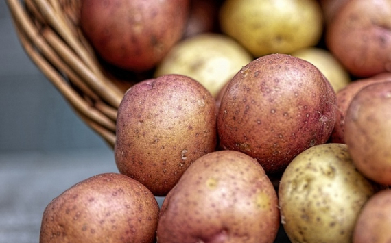 Учёные из Канады обнаружили полезные свойства картофеля для здоровья мышц