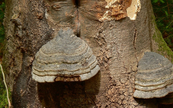 Ученые нашли противораковые свойства у живущих на деревьях грибов