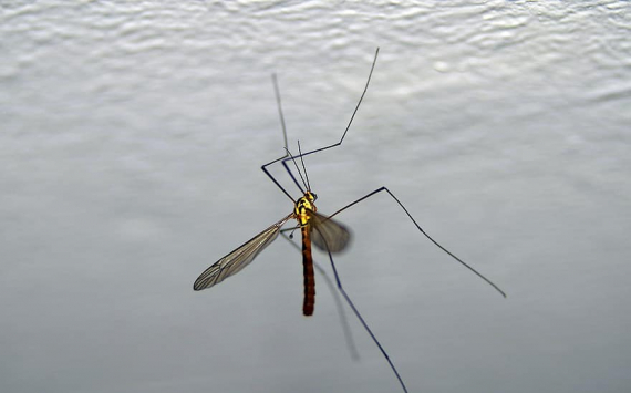 Учёные объяснили необходимость комаров в природе