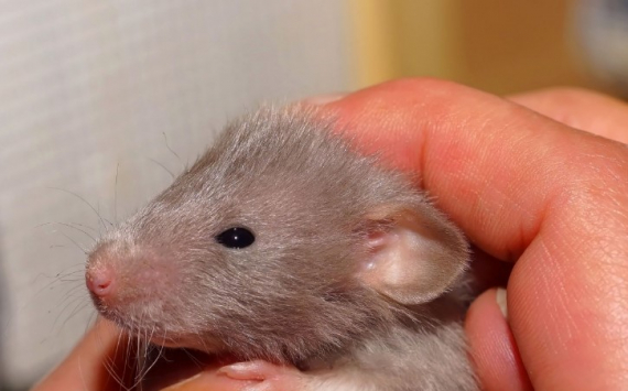 Ученые научат крыс выявлять коронавирус