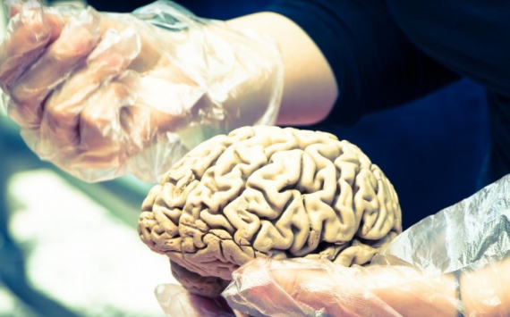 Доктор Мясников перечислил разрушающие мозг заболевания