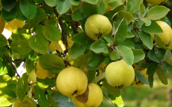 Диетологи назвали полезные ранней осенью фрукты