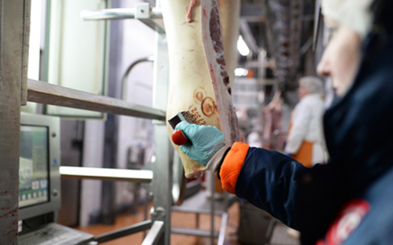Россия запретила поставки мяса птицы из Японии из-за птичьего грипа