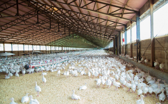 Венгрия уничтожит 100 тысяч кур из-за вспышки птичьего гриппа на одной ферме