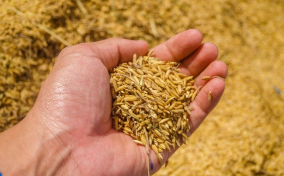 Решетников допустил изменение механизма регулирования цен на зерновые