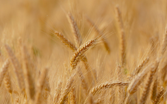 Россия удвоила экспортную пошлину на пшеницу для стабилизации внутренних цен на продовольствие