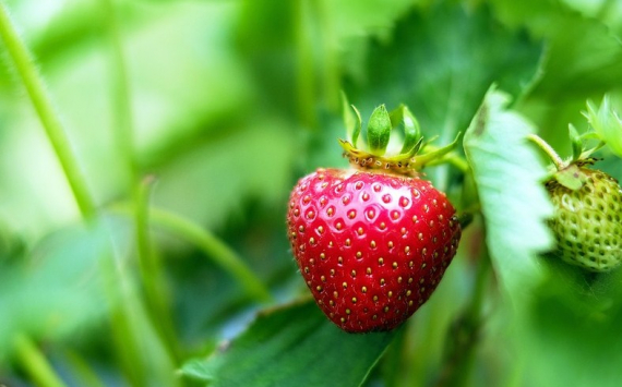 В Подмосковье новый комплекс по выращиванию ягод обеспечит работой 480 человек