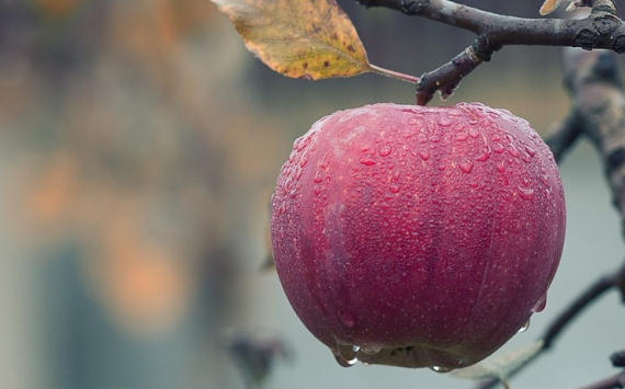 Диетолог Шмелева рассказала о пользе яблок в профилактике рака