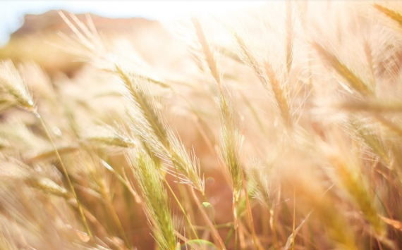 В США ожидается экспорт пшеницы из РФ в размере 40 млн тонн
