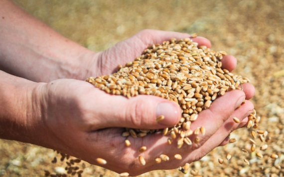 Минсельхоз: Россия сохранит первое место по экспорту пшеницы в мире
