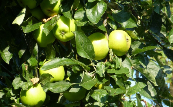 Эндокринолог Бочарова рассказала об опасности зеленых яблок