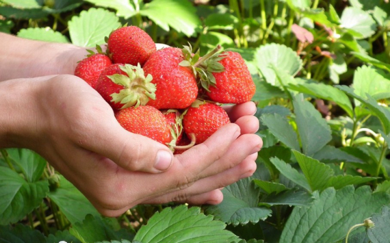 Подмосковье за счет инвестпроектов может стать лидером по выращиванию ягод