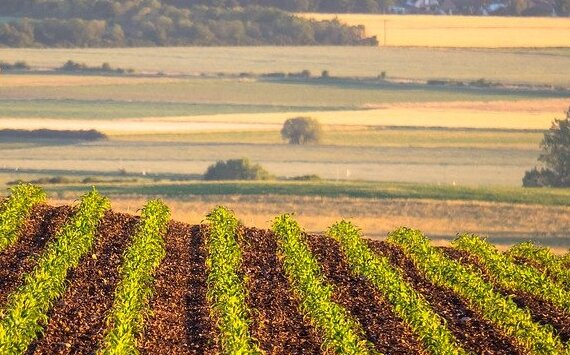 Порядка 14 000 гектаров угодий ввели в сельскохозяйственный оборот в Подмосковье