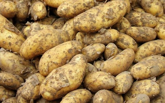 Подмосковье стало лидером по объему переработки картофеля за полгода