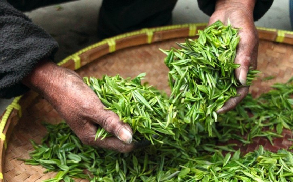 Специалисты рассказали о чаях для естественной защиты организма