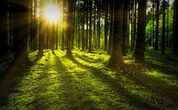 В Госдуме РФ предложили развивать сельское лесоводство