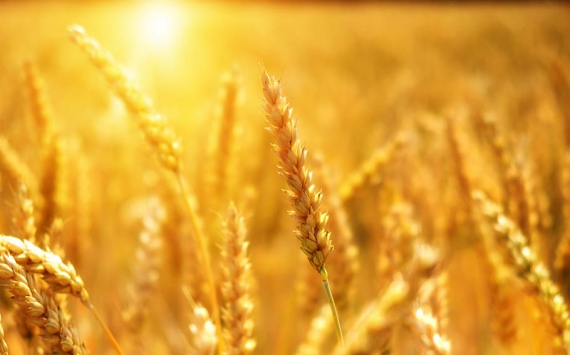 Россия не виновата в резком скачке стоимости пшеницы на мировом рынке