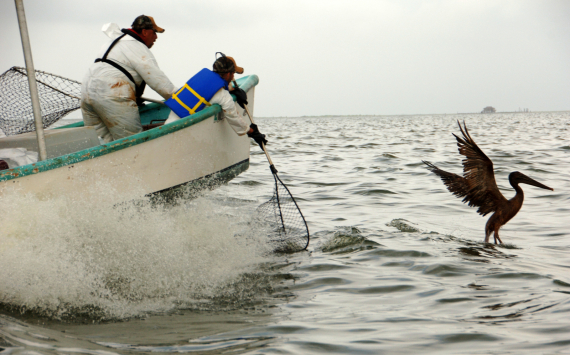 Япония лишится права на вылов рыбы возле Курильских островов