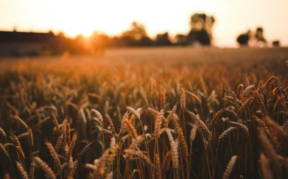 В России спрогнозировали потерю 15% урожая зерна