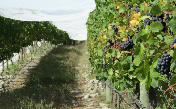 В Щелково фермер начал производить вино по австрийской рецептуре