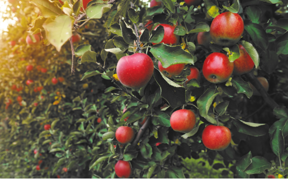 Россельхозбанк: сбор яблок и груш вырос на 71% с 2017 года