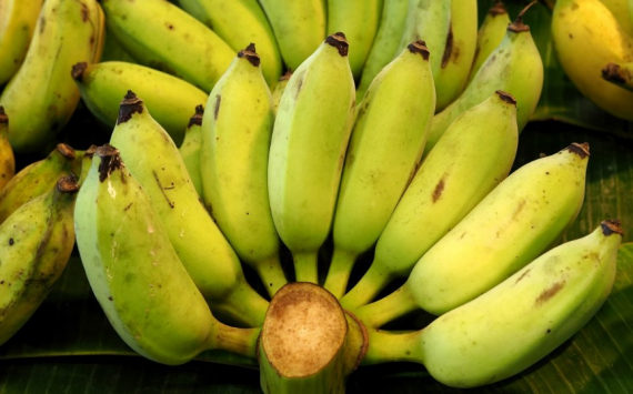 Эквадорские бананы в Россию будет поставлять отечественная компания
