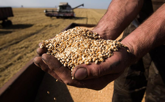 Минсельхоз заявил о снижении экспорта зерна. Аграрии рискуют понести убытки, не смотря на, рекордный урожай