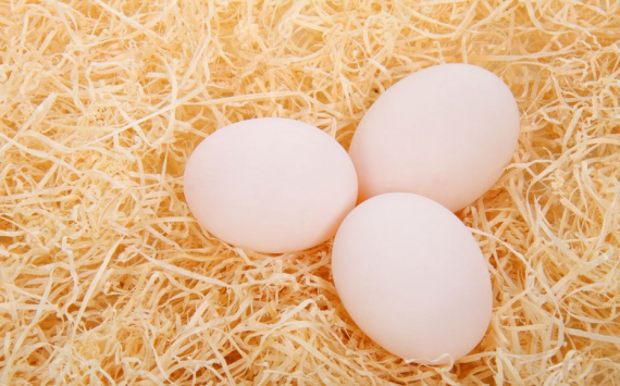 В Истре около 32 млн рублей вложат в производство яичных порошков