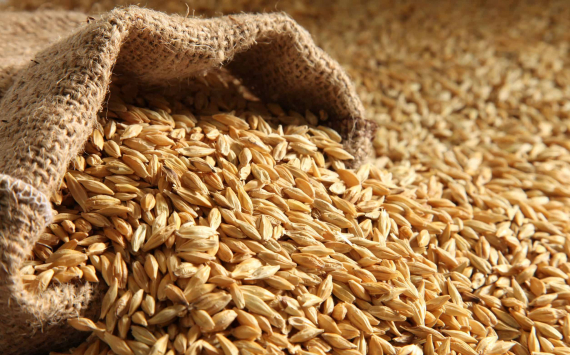 Власти направят 10 млрд рублей на поддержку отечественных производителей зерна