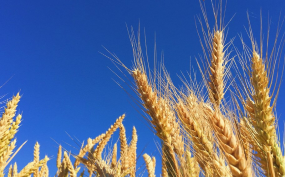 Лавров назвал решающими ближайшие два месяца продления зерновой сделки