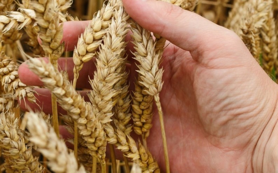 Экономист Катасонов рассказал, кому выгодно продление зерновой сделки
