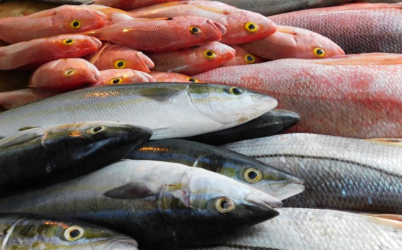 Подмосковный производитель экспортирует в Азербайджан рыбу на 200 тыс. долларов