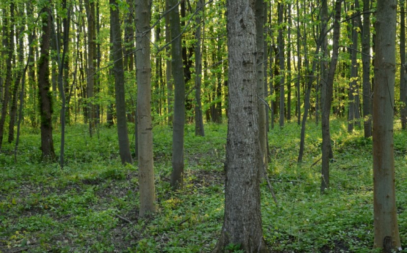 В Подмосковье леса за полгода «заработали» 987 млн рублей