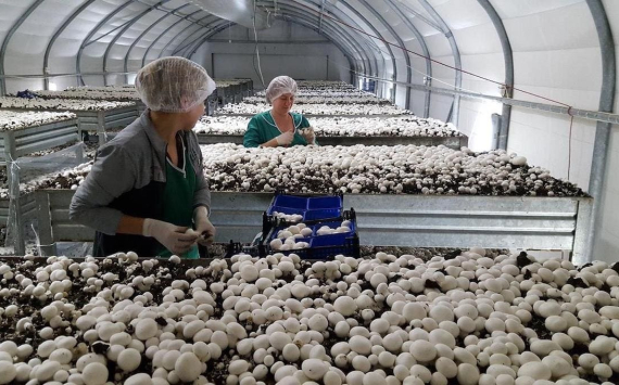 В России увеличивается производство грибов