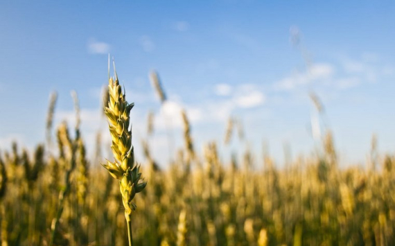 Экономисты оценили влияние отказа от зерновой сделки на экономику России