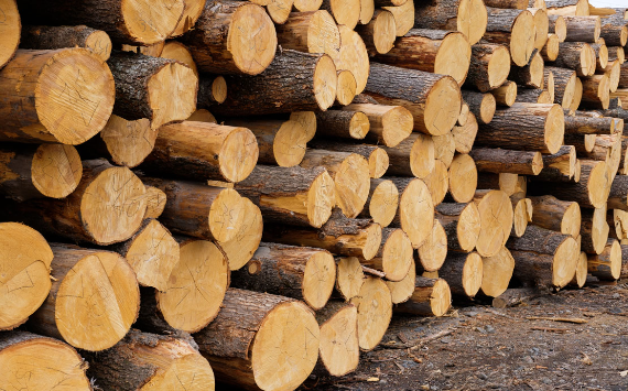 В Госдуме предложили уточнить нормы определения сроков аренды лесных участков для бизнеса